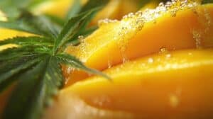 So What’s in a Mango That Affects Your High