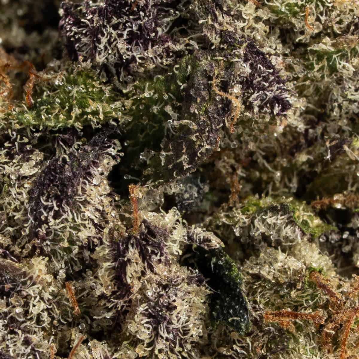 Mega Purp - Image 2
