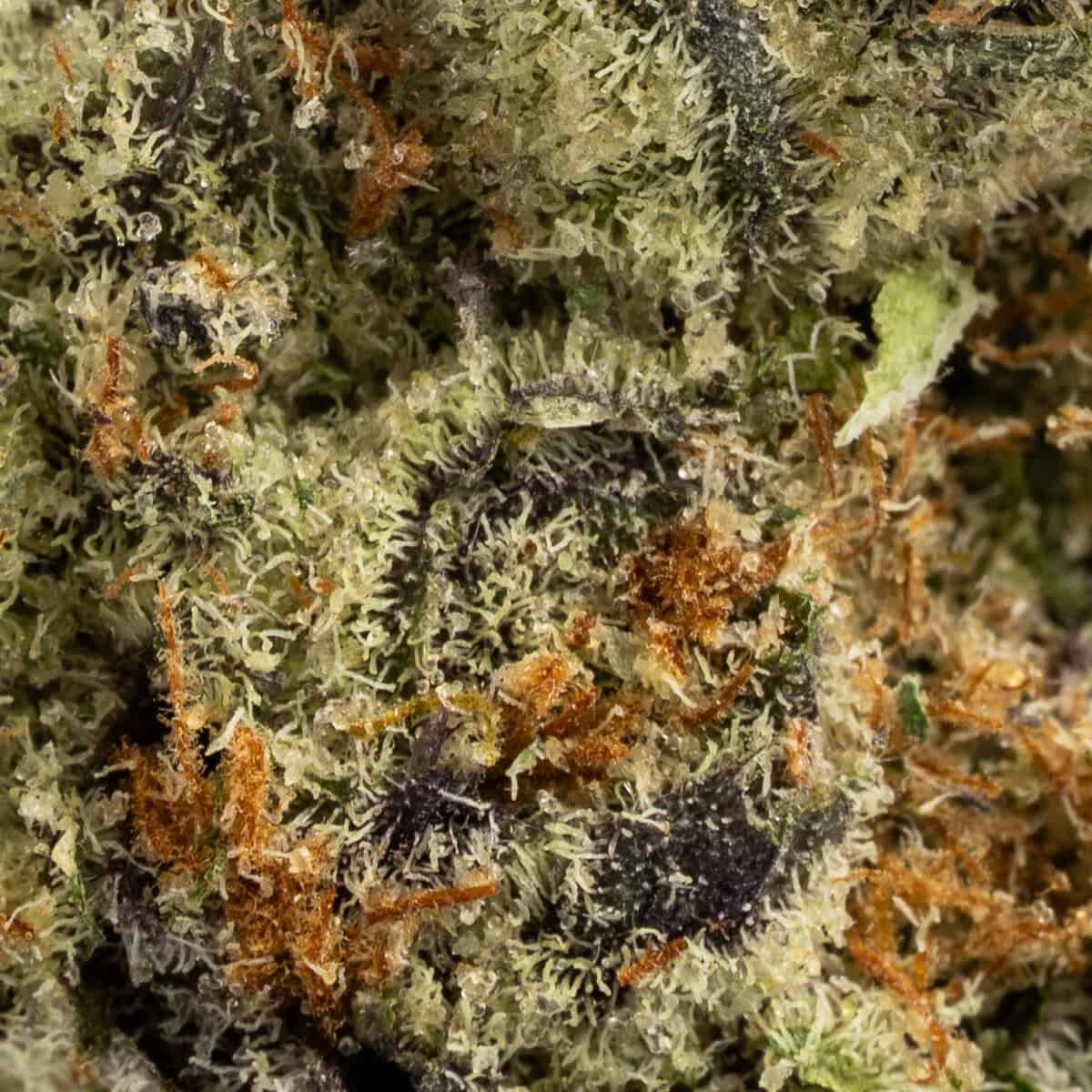 Sour Diesel - Image 2