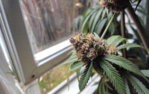 close up of Future 1 strain of weed