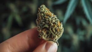 fingers holding a nug of middle grade weed