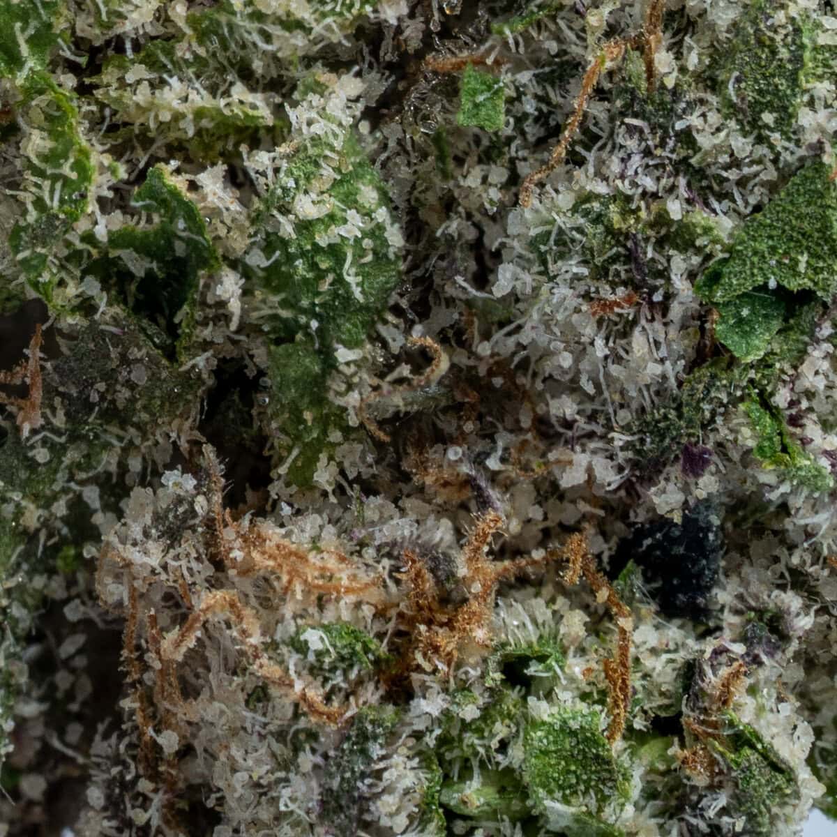 Rainbow Berries - Image 2