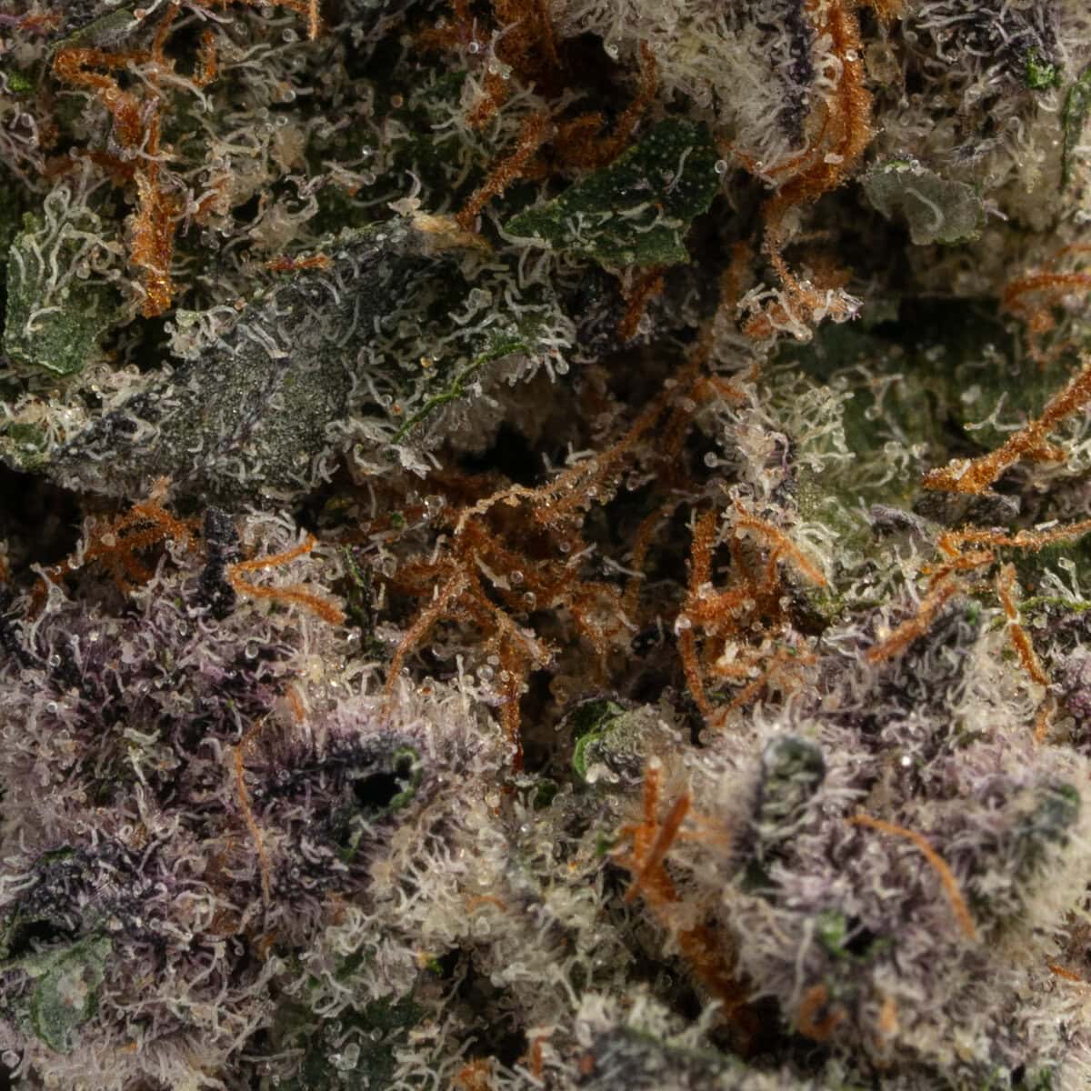 Forbidden Runtz - Image 2