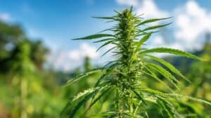 fully grown outdoor weed plant growing in a sunny field