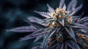 an indoor grown weed plant showcasing deep purples, orange pistils, and a well shaped bud