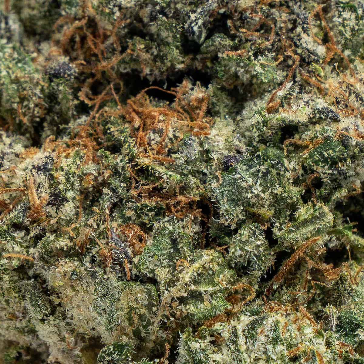 Blue Cookies - Image 2