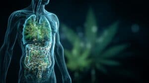 Illustration of the human digestive system with glowing endocannabinoid receptors, highlighting the link between weed and digestion.