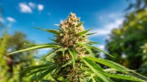 Strawberry Cough strain of weed growing in an outdoor setting