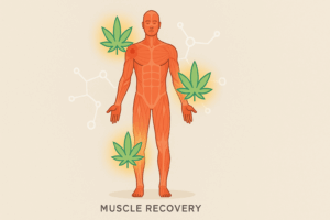 diagram showing muscle recovery and cannabis exercise recovery effects