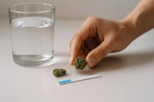 cannabis nug beside water and fentanyl test strip showing how to test for laced weed