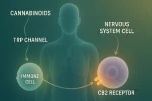 diagram showing CBC cannabinoid effects on CB2 receptors and TRP channels