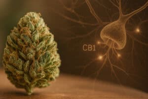 Close-up of a cannabis flower with a neural receptor graphic overlay, illustrating how weed tolerance develops in the brain.
