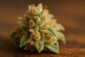lose-up photo of balanced cannabis buds showing CBD-rich beginner strains.