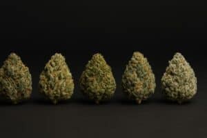 Classic weed strains photographed side by side for comparison