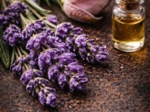 Lavender