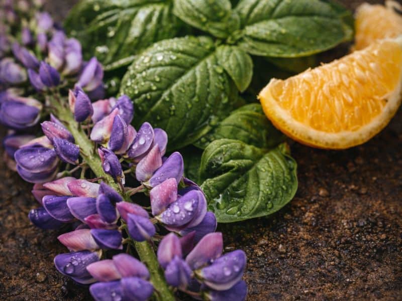 Ocimene — Mint, Parsley, Orchids