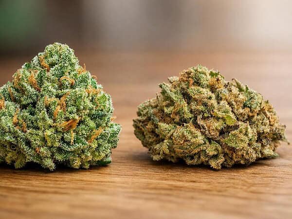 how growing conditions affect cannabis quality shown through two cannabis buds with different density and trichome levels