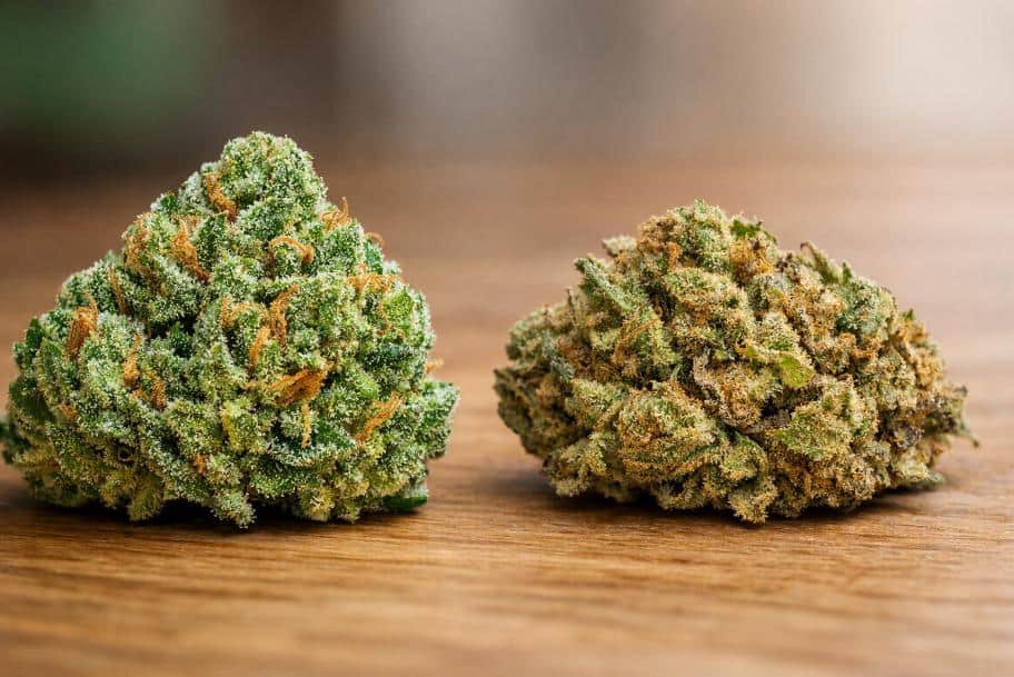 how growing conditions affect cannabis quality shown through two cannabis buds with different density and trichome levels