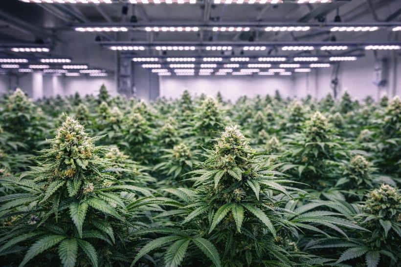 how growing conditions affect cannabis quality in indoor grow room with LED lighting and healthy cannabis plants