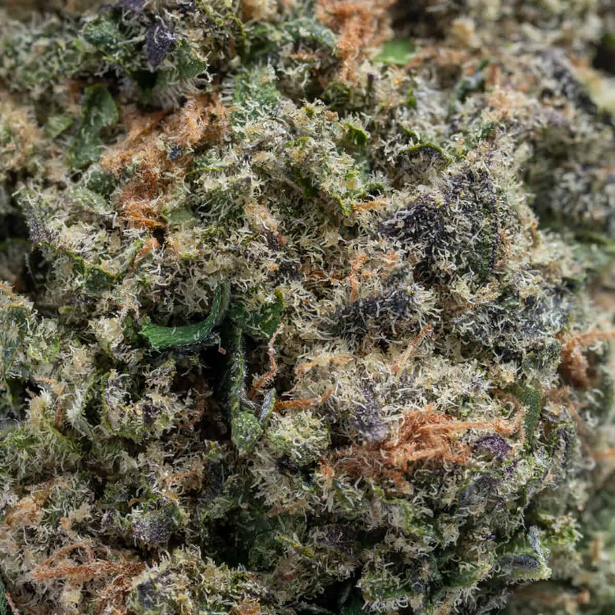 Lemon Cherry Pie - Chronic Guru