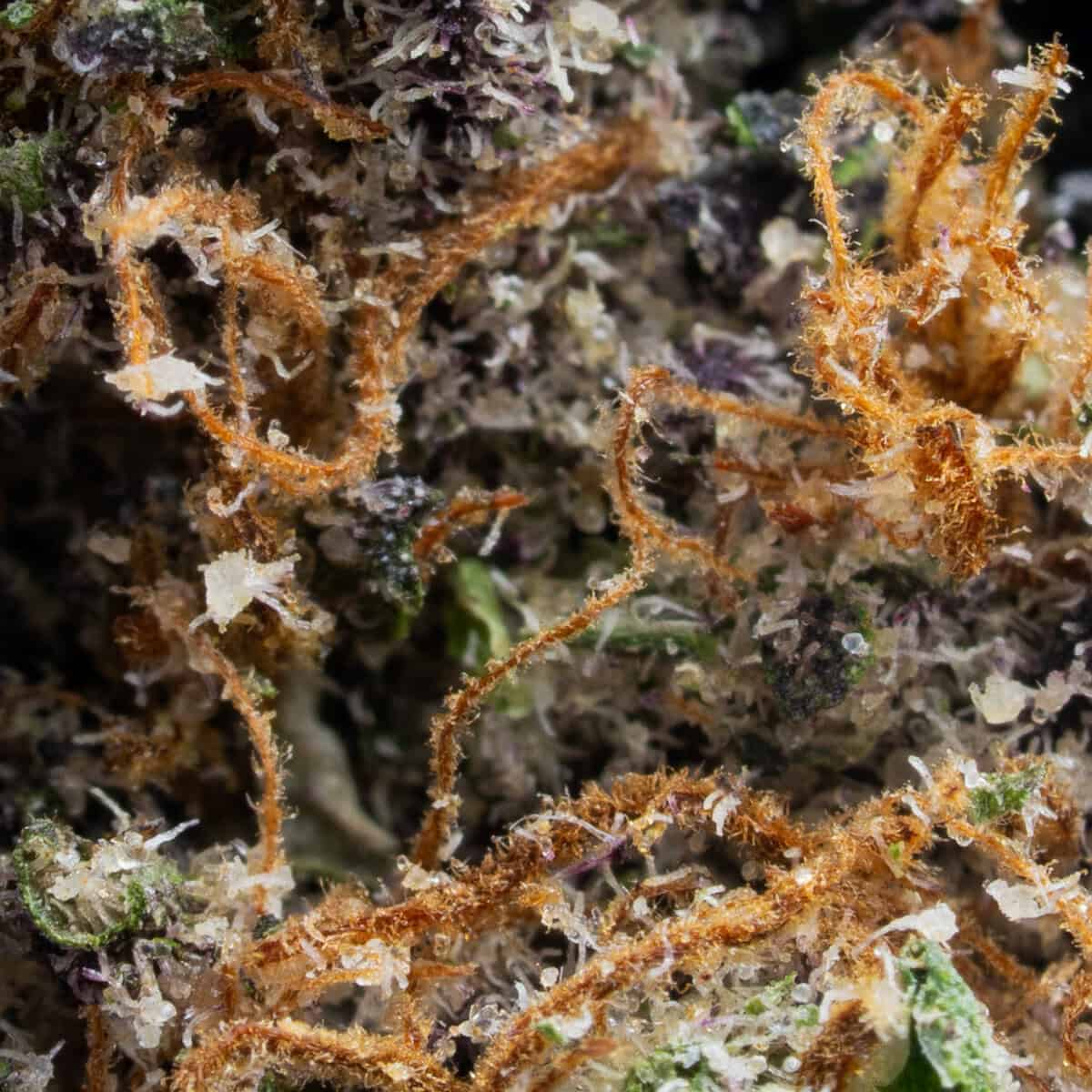 Blue Alien - Chronic Guru