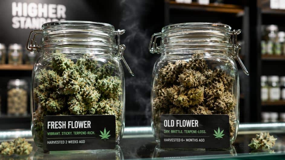 weed smell vs taste comparison between fresh terpene-rich cannabis and dry flavorless flower