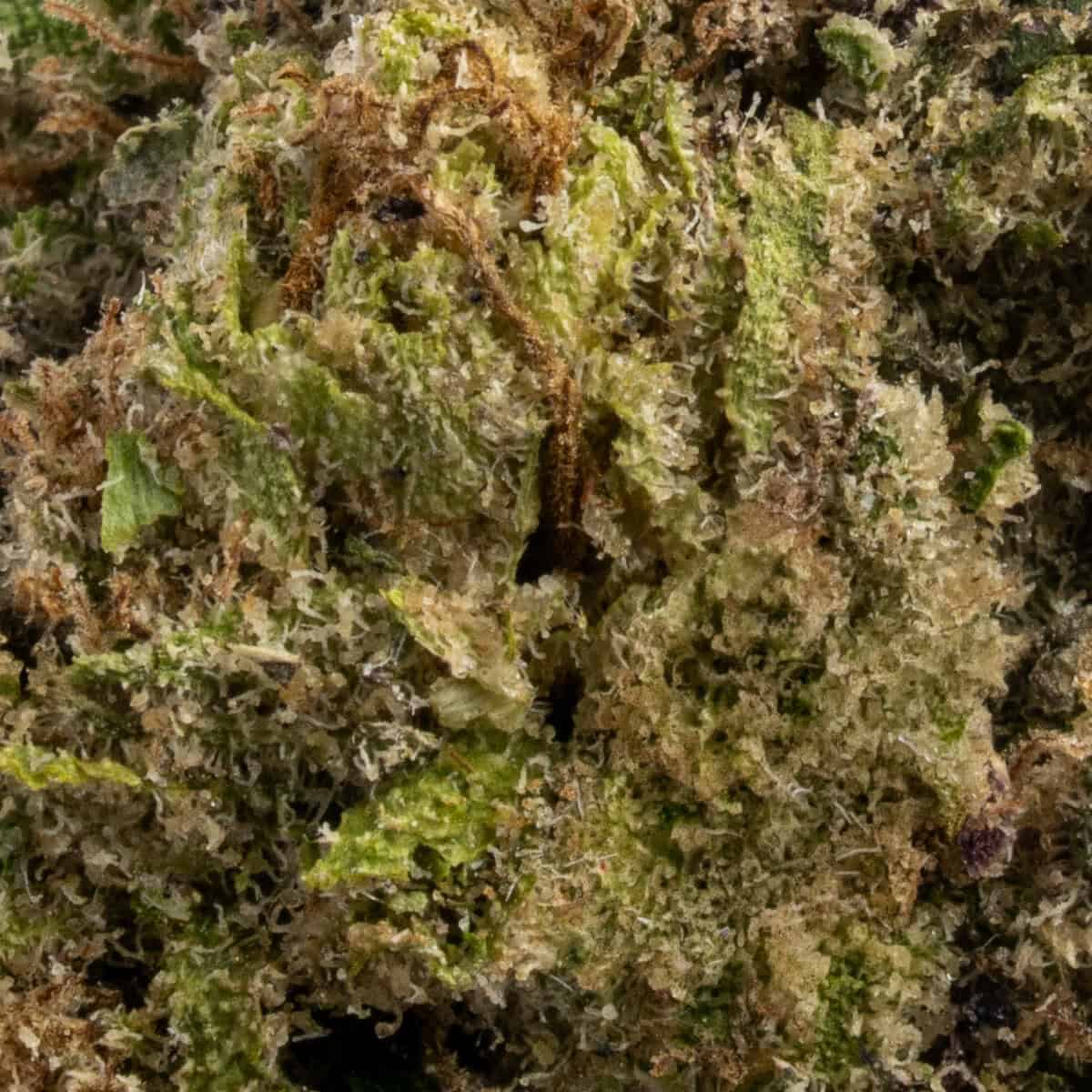 Zazoo - Chronic Guru
