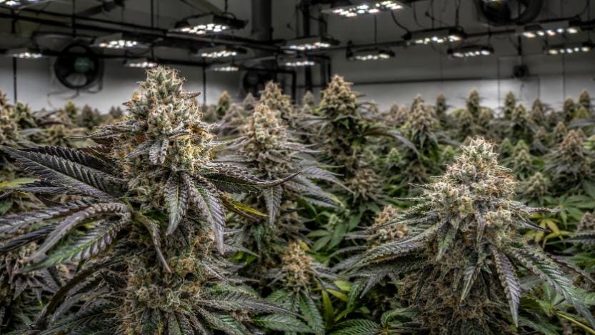 Cannabis aroma illustrated by close-up weed plants grown in a modern indoor cultivation room